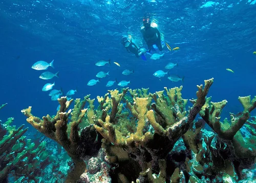 Biscayne NP snorkeling, Biscayne National Park