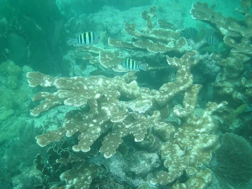 Elkhorn coral 8 Molasses Reef, John Pennekamp Coral Reef State Park